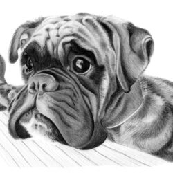 Dog Pencil Drawing Beautiful Artwork