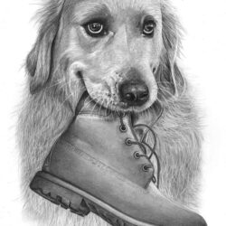 Dog Pencil Drawing Creative Style