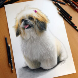 Dog Pencil Drawing Detailed Sketch