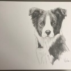 Dog Pencil Drawing Hand Drawn Sketch