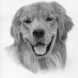 Dog Pencil Drawing Photo