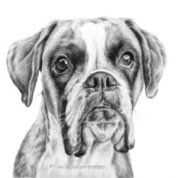 Dog Pencil Drawing Picture