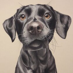 Dog Pencil Drawing Professional Artwork