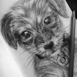 Dog Pencil Drawing Realistic Sketch