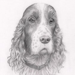 Dog Pencil Drawing Sketch