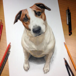 Dog Pencil Drawing Stunning Sketch