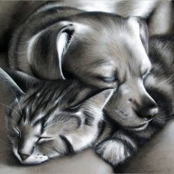 Dog and Cat Drawing Creative Style