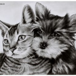 Dog and Cat Drawing Realistic Sketch