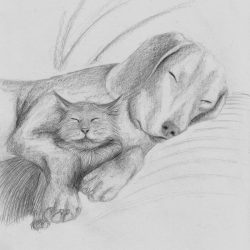 Dog and Cat Drawing Stunning Sketch