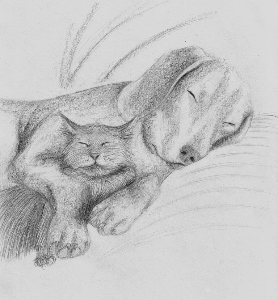 Dog and Cat Drawing Stunning Sketch