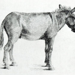 Donkey Drawing Artistic Sketching