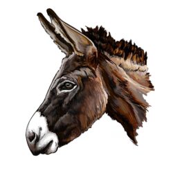 Donkey Drawing Detailed Sketch