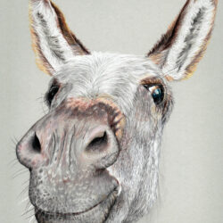 Donkey Drawing Hand Drawn Sketch