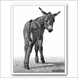 Donkey Drawing Image