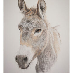 Donkey Drawing Intricate Artwork