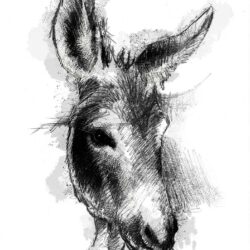 Donkey Drawing Photo