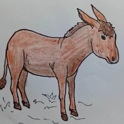 Donkey Drawing Picture