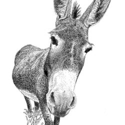 Donkey Drawing Professional Artwork