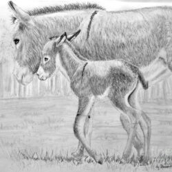 Donkey Drawing Stunning Sketch