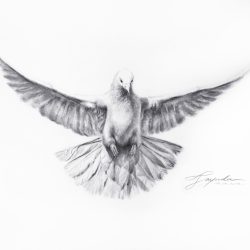 Dove Drawing Fine Art