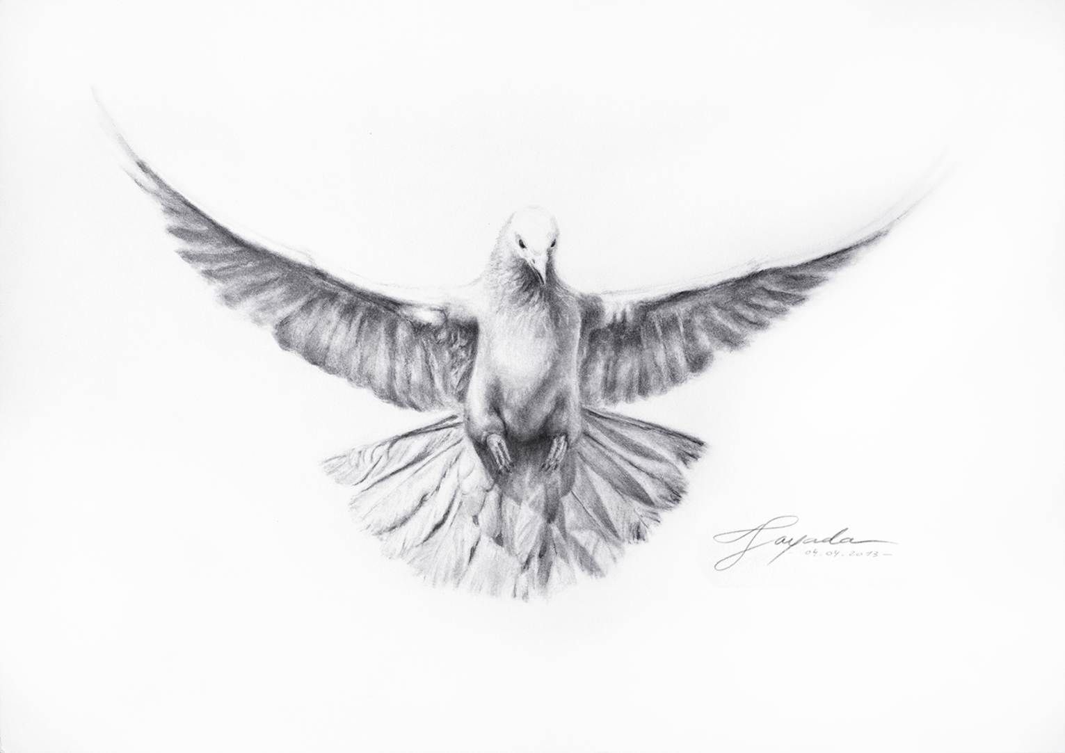 Dove Drawing Fine Art