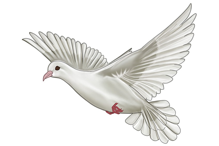 Dove Drawing Intricate Artwork