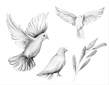 Dove Drawing Sketch