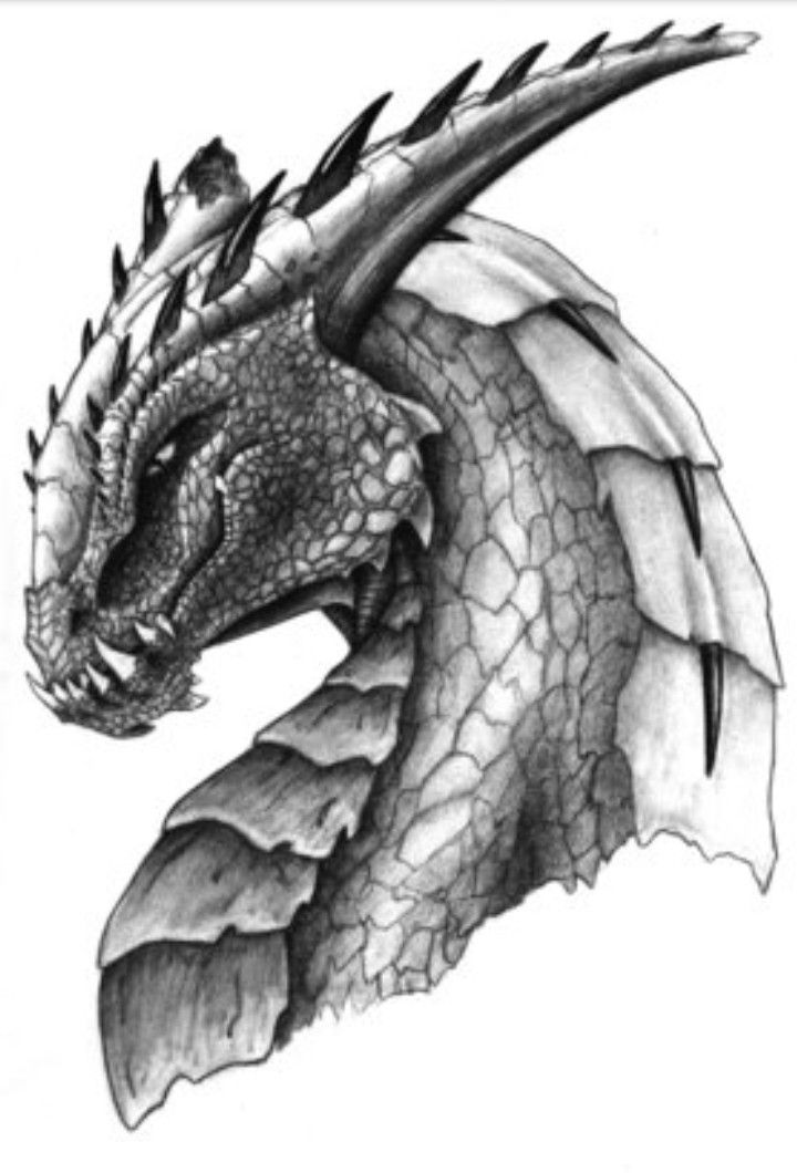 Dragon Face Drawing Fine Art