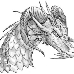 Dragon Head Drawing Detailed Sketch