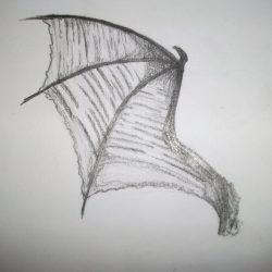 Dragon Wings Drawing Photo