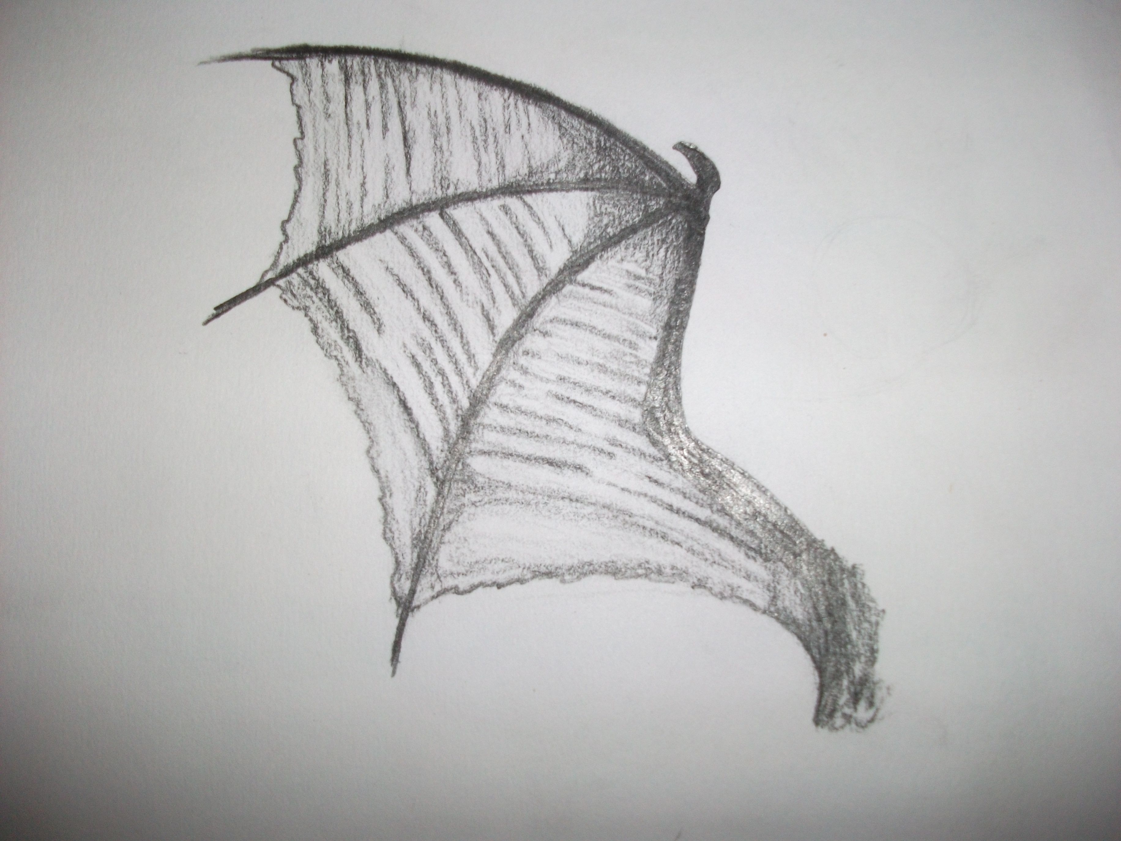 Dragon Wings Drawing Photo