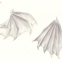 Dragon Wings Drawing Realistic Sketch