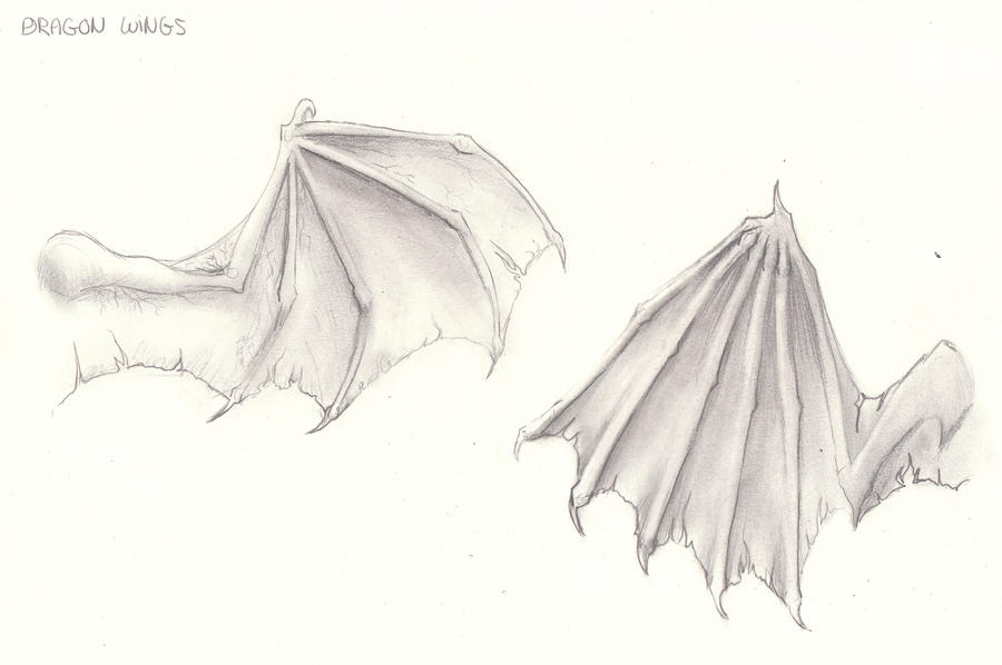 Dragon Wings Drawing Realistic Sketch