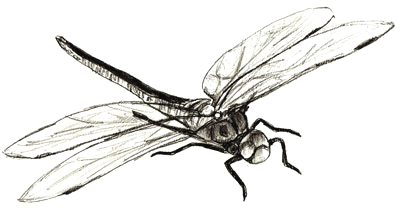 Dragonfly, Transformation, Nature, Wings, Graceful Drawing