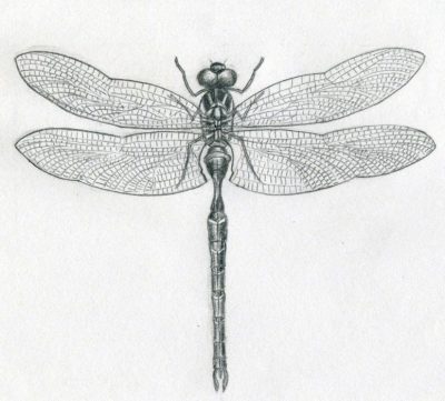 Dragonfly, Wings, Insect, Flight, Nature Drawing