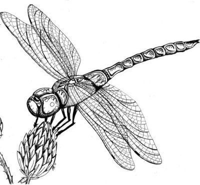 Dragonfly, Wings, Nature, Graceful, Transformation Drawing