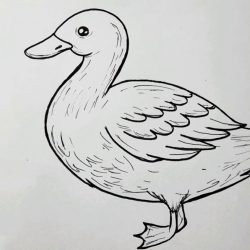 Duck Drawing Amazing Sketch