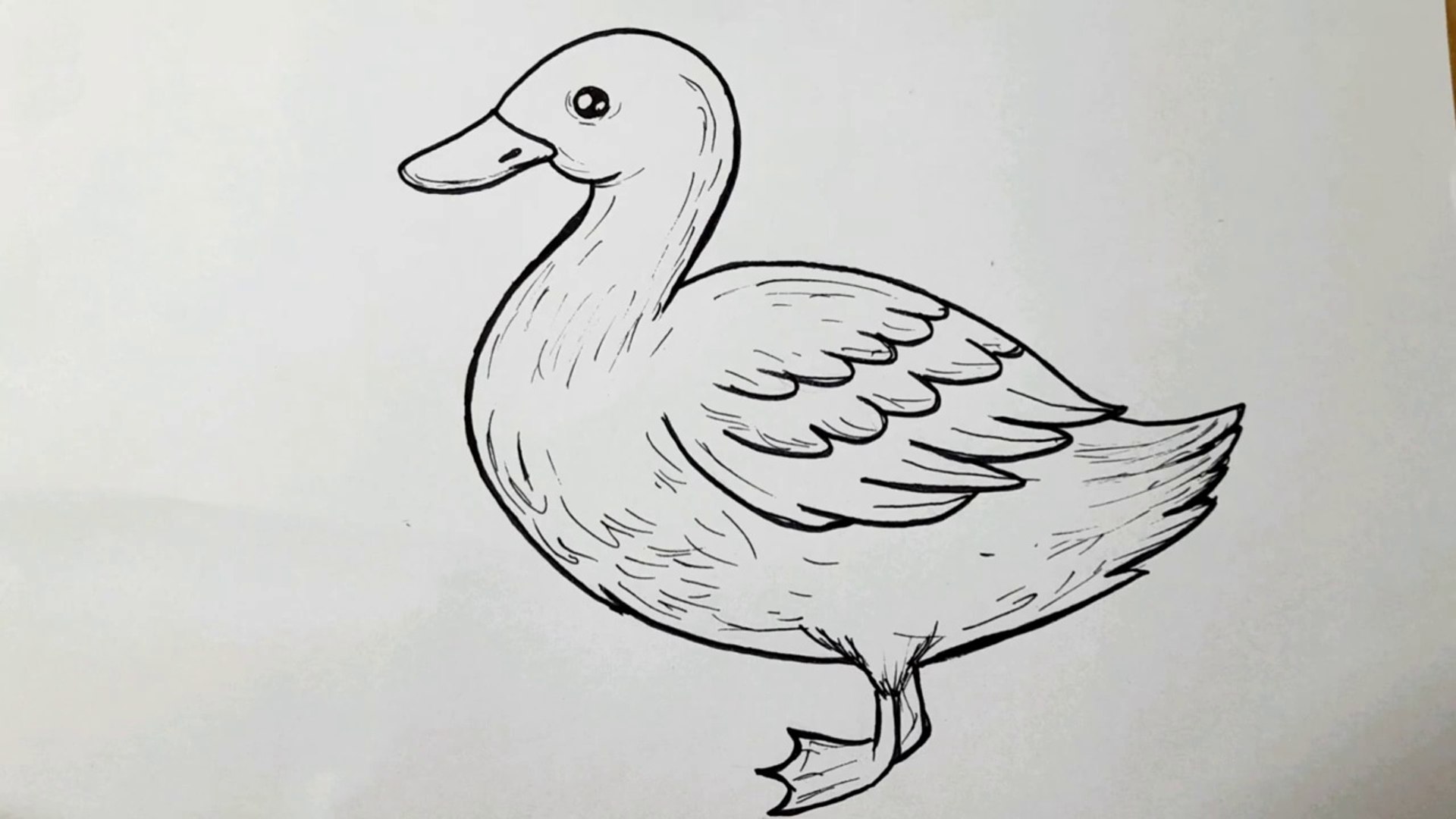 Duck Drawing Amazing Sketch