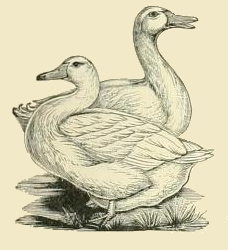 Duck Drawing Detailed Sketch