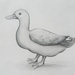 Duck Drawing Realistic Sketch