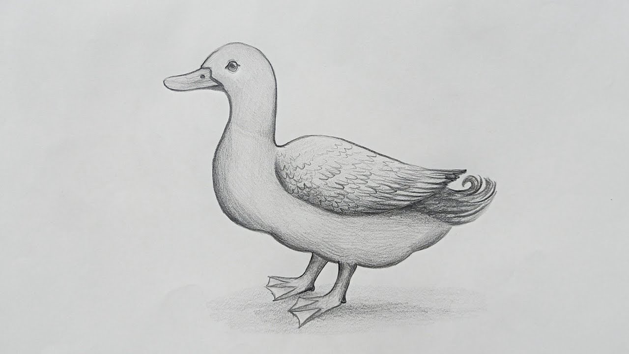 Duck Drawing Realistic Sketch