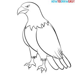 Eagle Drawing Art