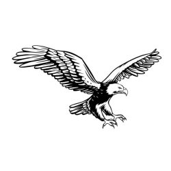 Eagle Drawing Hand drawn