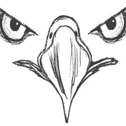 Eagle Drawing Hand drawn Sketch