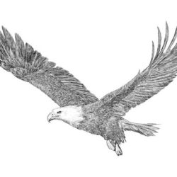 Eagle Drawing Realistic Sketch