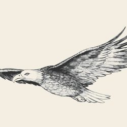 Eagle Drawing Sketch