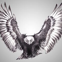 Eagle Flying Drawing Art