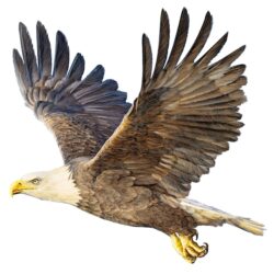 Eagle Flying Drawing Beautiful Artwork