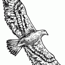 Eagle Flying Drawing Creative Style