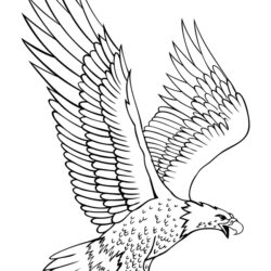 Eagle Flying Drawing Detailed Sketch